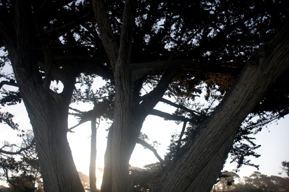 Monterey: morning walks