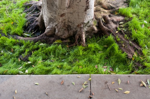 Los Angeles: grassy curb