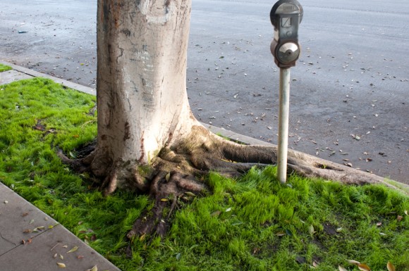 Los Angeles: grassy curb and parking meter