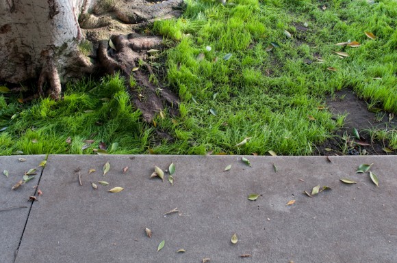 Los Angeles: grassy curb