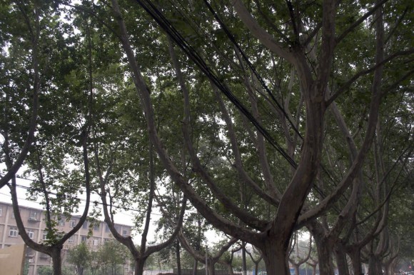 Handan: cable routing through trees