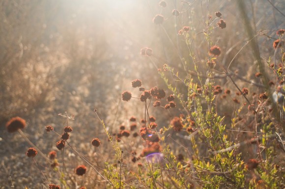 Los Angeles: commute through the national park